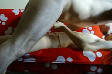 Bokep Indo ABG Bispak Jakarta Hotel Skandal Terekam Viral Full HD 2025